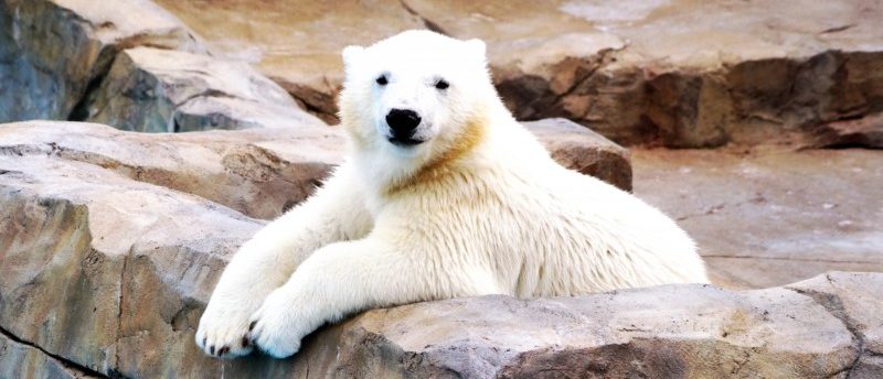 転職エージェントなら北海道(札幌)で転職成功